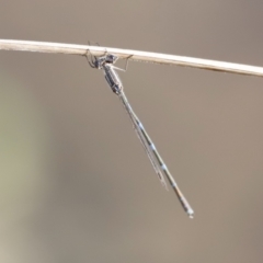 Austrolestes leda (Wandering Ringtail) at Kama - 26 Aug 2023 by JimL