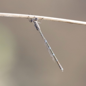 Austrolestes leda at Belconnen, ACT - 27 Aug 2023 08:41 AM