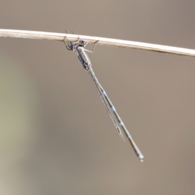 Austrolestes leda (Wandering Ringtail) at Molonglo River Reserve - 26 Aug 2023 by JimL