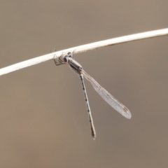 Austrolestes leda at Belconnen, ACT - 27 Aug 2023 08:41 AM