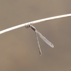 Austrolestes leda at Belconnen, ACT - 27 Aug 2023