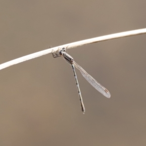 Austrolestes leda at Belconnen, ACT - 27 Aug 2023 08:41 AM