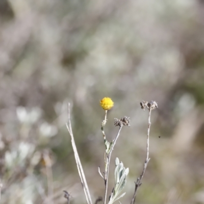 Chrysocephalum apiculatum (Common Everlasting) at Belconnen, ACT - 26 Aug 2023 by JimL