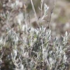 Chrysocephalum apiculatum at Belconnen, ACT - 27 Aug 2023