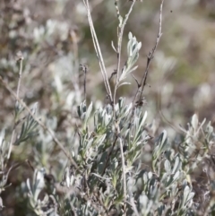 Chrysocephalum apiculatum at Belconnen, ACT - 27 Aug 2023