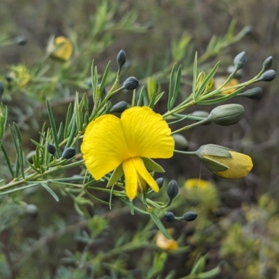 Gompholobium huegelii (Pale Wedge Pea) at Cornishtown, VIC - 27 Aug 2023 by Darcy