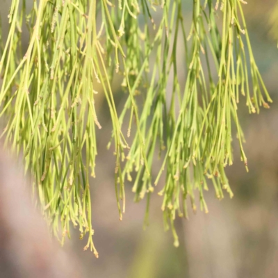 Exocarpos cupressiformis (Cherry Ballart) at O'Connor, ACT - 27 Aug 2023 by ConBoekel