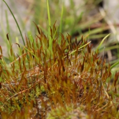 Unidentified Moss, Liverwort or Hornwort at Caladenia Forest, O'Connor - 27 Aug 2023 by ConBoekel