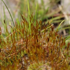 Unverified Moss, Liverwort or Hornwort - 1 Jan 1900 by ConBoekel
