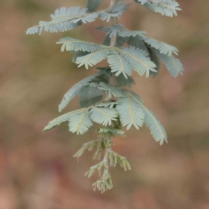 Acacia baileyana at O'Connor, ACT - 27 Aug 2023 02:52 PM