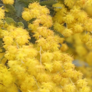 Acacia baileyana at O'Connor, ACT - 27 Aug 2023