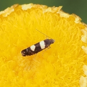 Glyphipterix chrysoplanetis at Rendezvous Creek, ACT - 26 Mar 2023 04:35 PM