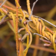 Cassytha pubescens (Devil's Twine) at Acton, ACT - 27 Aug 2023 by ConBoekel