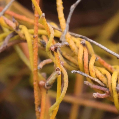 Cassytha pubescens (Devil's Twine) at Acton, ACT - 27 Aug 2023 by ConBoekel