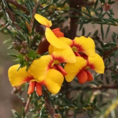 Dillwynia phylicoides (A Parrot-pea) at O'Connor, ACT - 27 Aug 2023 by ConBoekel