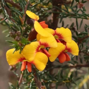 Dillwynia phylicoides at O'Connor, ACT - 27 Aug 2023 03:40 PM