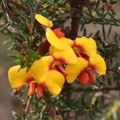 Dillwynia phylicoides (A Parrot-pea) at Caladenia Forest, O'Connor - 27 Aug 2023 by ConBoekel