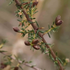 Dillwynia phylicoides at O'Connor, ACT - 27 Aug 2023 03:40 PM