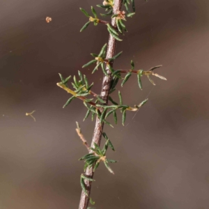 Dillwynia phylicoides at O'Connor, ACT - 27 Aug 2023 03:40 PM