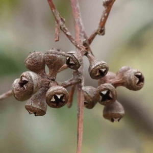 Eucalyptus rossii at O'Connor, ACT - 27 Aug 2023 02:43 PM