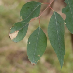 Eucalyptus rossii at O'Connor, ACT - 27 Aug 2023 02:43 PM