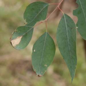 Eucalyptus rossii at O'Connor, ACT - 27 Aug 2023