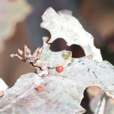 Ophelimus maskellii (Eucalyptus Gall Wasp) at O'Connor, ACT - 27 Aug 2023 by ConBoekel