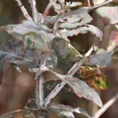 Eucalyptus globulus subsp. bicostata (Southern Blue Gum, Eurabbie) at O'Connor, ACT - 27 Aug 2023 by ConBoekel