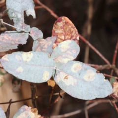 Eucalyptus globulus subsp. bicostata at O'Connor, ACT - 27 Aug 2023