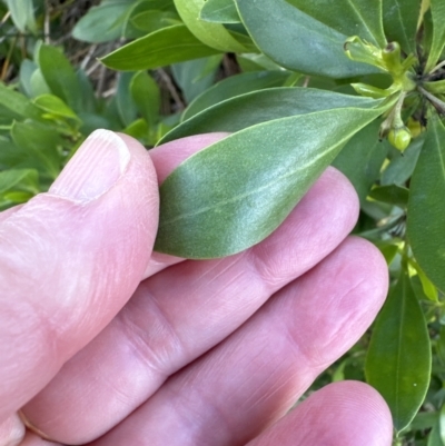 Myoporum boninense subsp. australe (Boobialla) at Culburra Beach, NSW - 28 Aug 2023 by lbradley