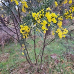 Acacia baileyana x Acacia dealbata (Cootamundra Wattle x Silver Wattle (Hybrid)) at Watson, ACT - 27 Aug 2023 by abread111