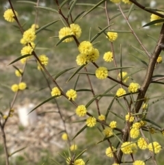 Acacia siculiformis (Dagger Wattle) at Garran, ACT - 27 Aug 2023 by Tapirlord