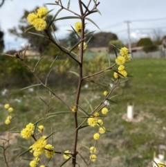 Acacia siculiformis at Garran, ACT - 27 Aug 2023 12:44 PM