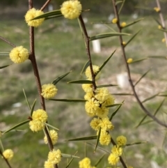 Acacia siculiformis at Garran, ACT - 27 Aug 2023 12:44 PM