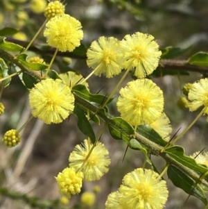 Acacia paradoxa at Garran, ACT - 27 Aug 2023 12:43 PM