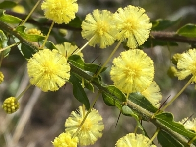 Acacia paradoxa (Kangaroo Thorn) at Garran, ACT - 27 Aug 2023 by Tapirlord