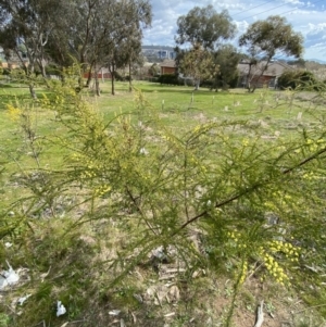 Acacia paradoxa at Garran, ACT - 27 Aug 2023 12:43 PM