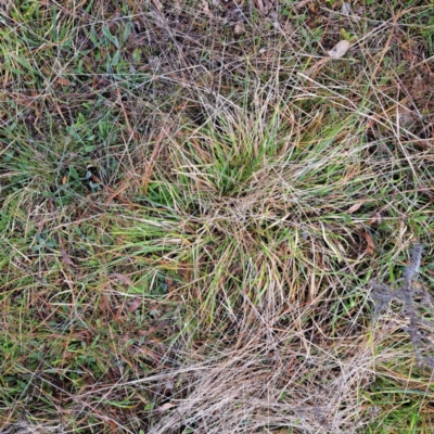 Nassella neesiana (Chilean Needlegrass) at Watson, ACT - 28 Aug 2023 by abread111