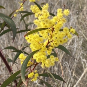 Acacia rubida at Hughes, ACT - 27 Aug 2023 12:41 PM