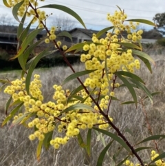 Acacia rubida at Hughes, ACT - 27 Aug 2023 12:41 PM