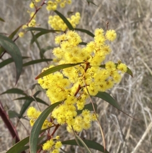 Acacia rubida at Hughes, ACT - 27 Aug 2023 12:41 PM