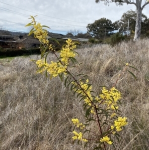 Acacia rubida at Hughes, ACT - 27 Aug 2023 12:41 PM