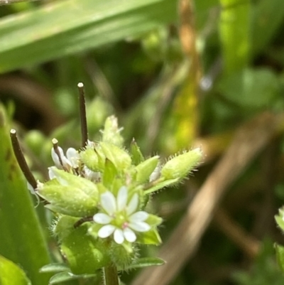 Stellaria media (Common Chickweed) at Hughes, ACT - 27 Aug 2023 by Tapirlord