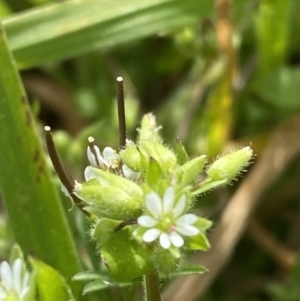 Stellaria media at Hughes, ACT - 27 Aug 2023