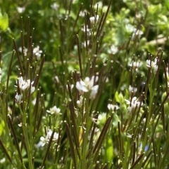 Cardamine hirsuta (Common Bittercress, Hairy Woodcress) at Hughes, ACT - 27 Aug 2023 by Tapirlord