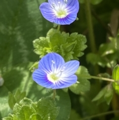 Veronica persica (Creeping Speedwell) at Hughes, ACT - 27 Aug 2023 by Tapirlord