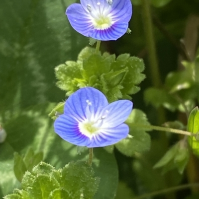 Veronica persica (Creeping Speedwell) at Hughes, ACT - 27 Aug 2023 by Tapirlord