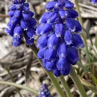 Muscari armeniacum (Grape Hyacinth) at Garran, ACT - 27 Aug 2023 by Tapirlord