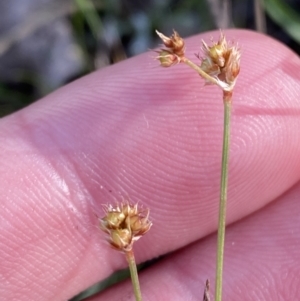 Luzula meridionalis at Red Hill, ACT - 25 Aug 2023