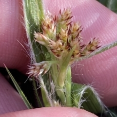 Luzula meridionalis at Red Hill, ACT - 25 Aug 2023